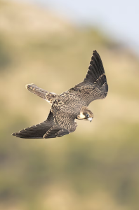 Du lịch Folegandros Hy Lạp và cơ hội quan sát chim cắt Eleonora sinh sản quanh đảo